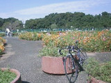 愛奈親水公園は四季折々の花が植えられてます